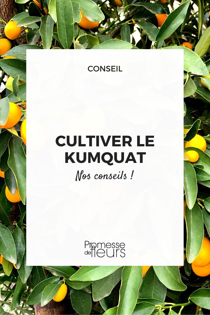 culture agrume kumquat en pot ou en pleine terre