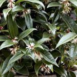 Cultiver un Sarcococca en pot