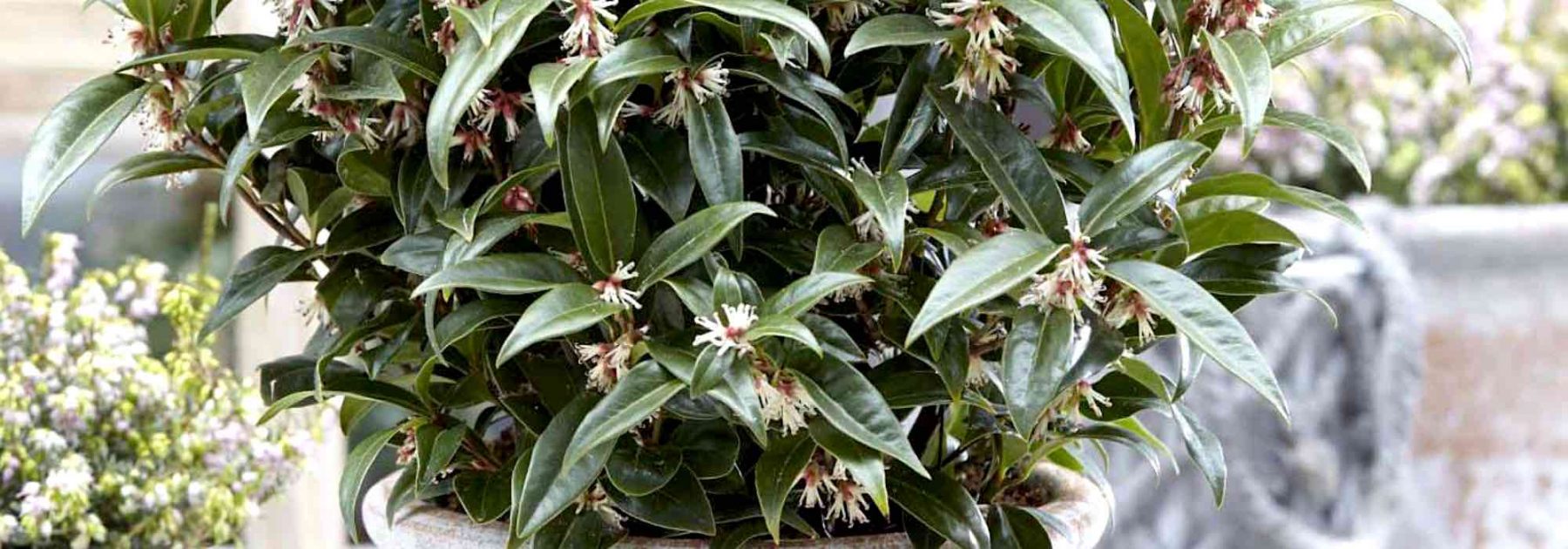 Cultiver un Sarcococca en pot