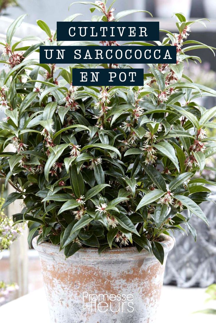 Sarcococca en pot ou en bac