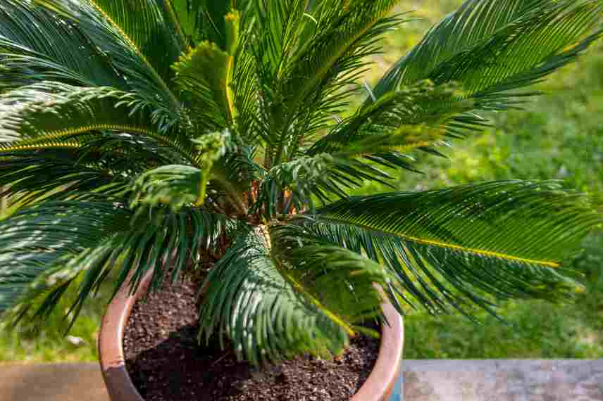 cultiver cycas revoluta en pot, culture cycas en pot, conseils cycas en pot