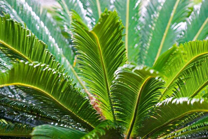 cultiver cycas revoluta en pot, culture cycas en pot, conseils cycas en pot