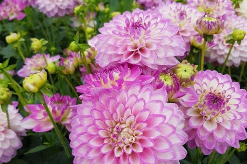 Dahlia Melody Dixie