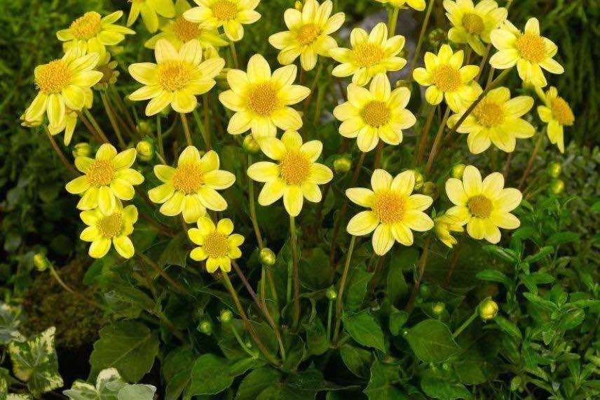 Dahlia Topmix Yellow