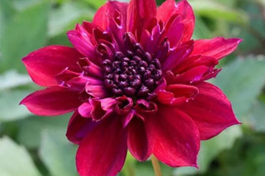 Dahlia nain 'Purpinca'