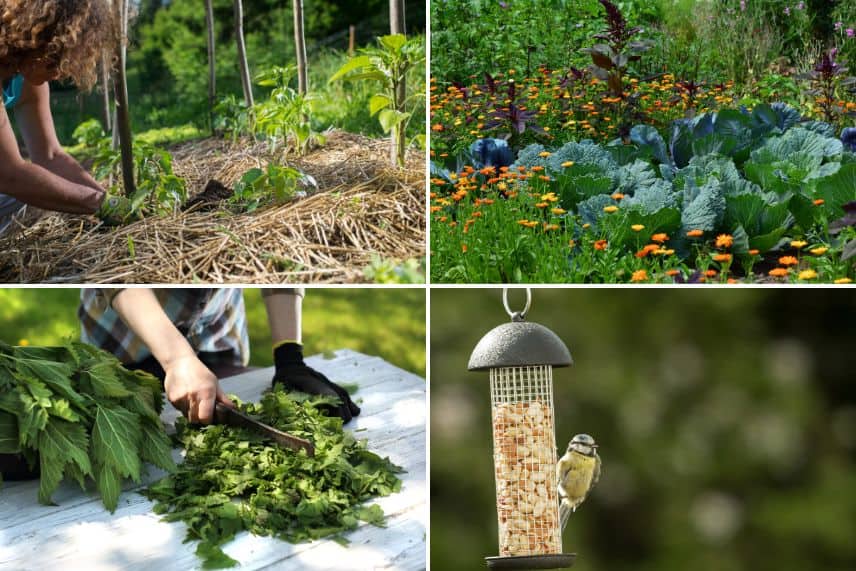 Maximiser le rendement de votre jardin : le choix des graines potagères -  Amenagement de Jardin