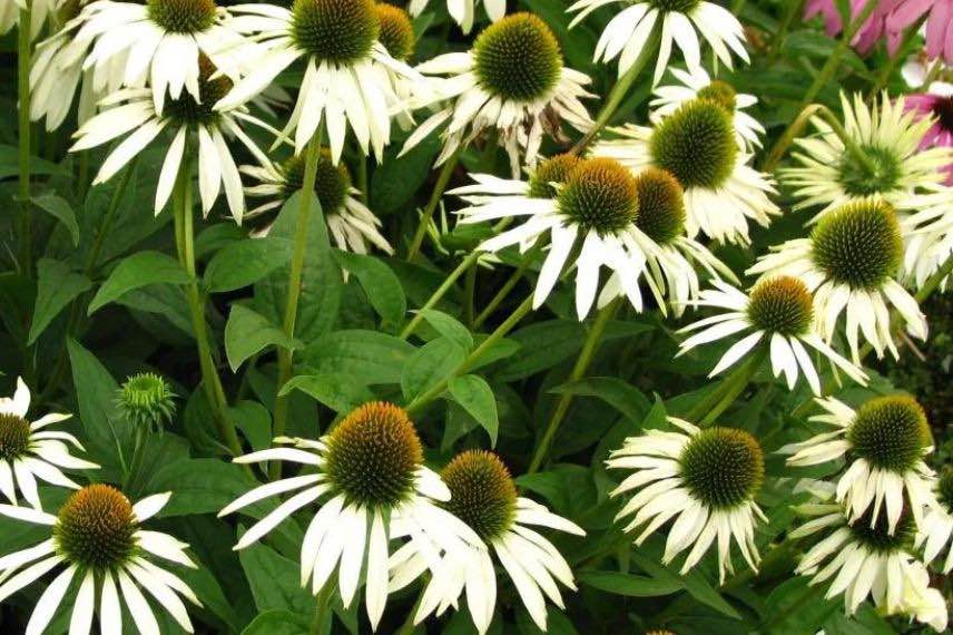 Echinacea Alba