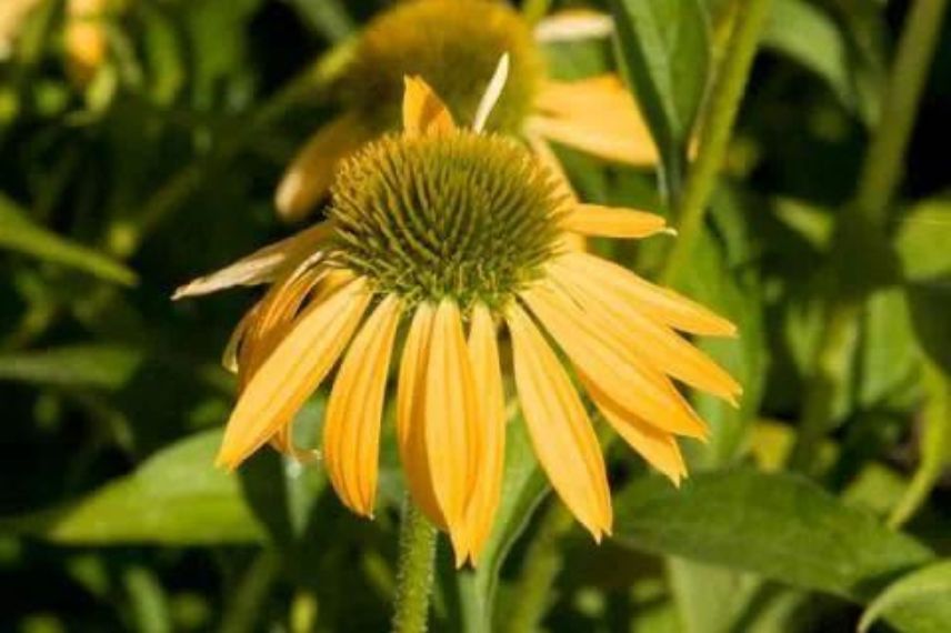 Rudbeckia