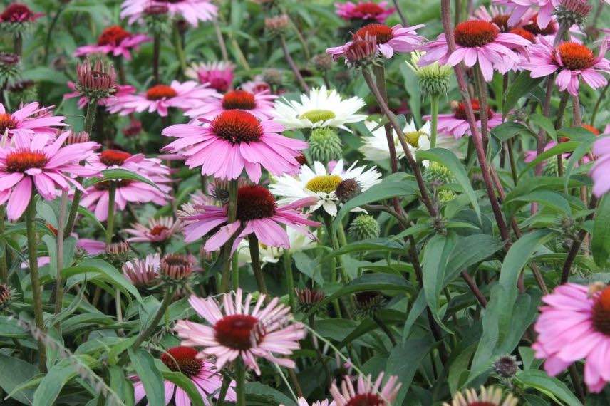 Rudbeckia