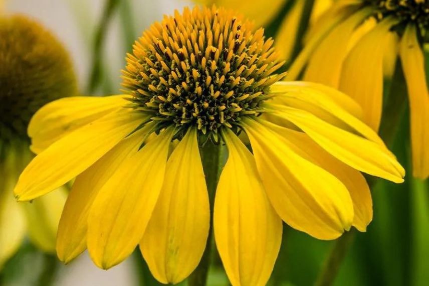 Echinacea purpurea