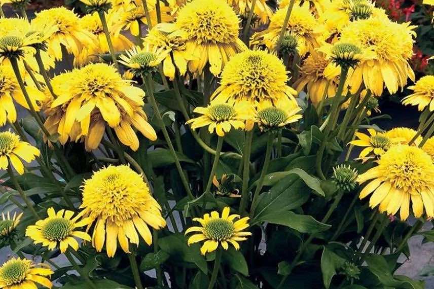 Rudbeckia Sunny Days Lemon