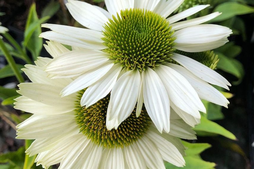 Echinacea Virgin