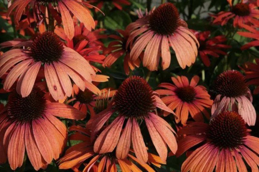 Echinacea Julia