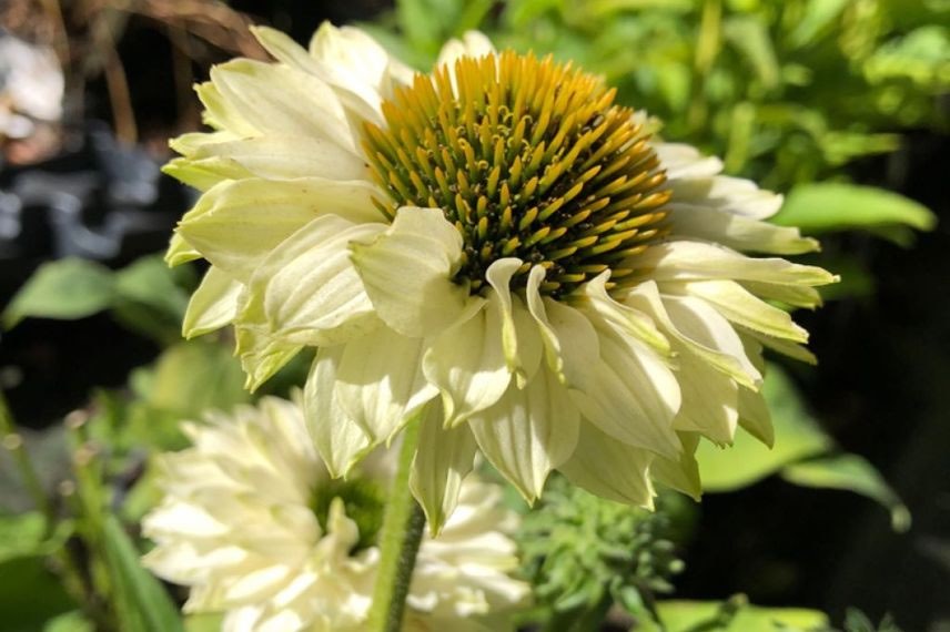 Rudbeckia