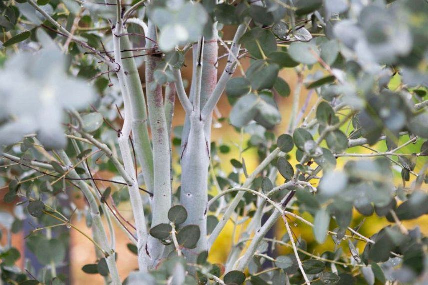 Eucalyptus