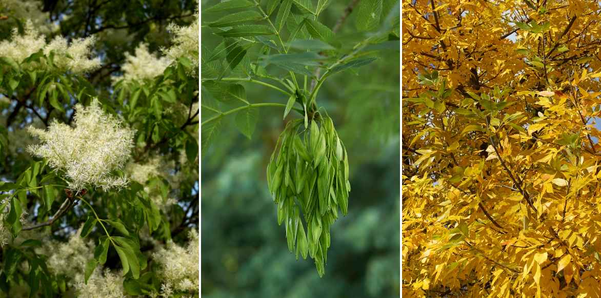 frene, fraxinus planter cultiver, maladies frenes, varietes interessantes de frenes