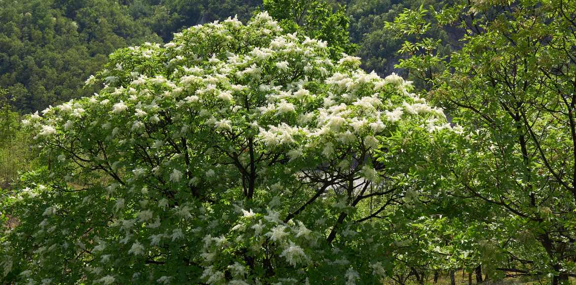 frene, fraxinus planter cultiver, maladies frenes, varietes interessantes de frenes