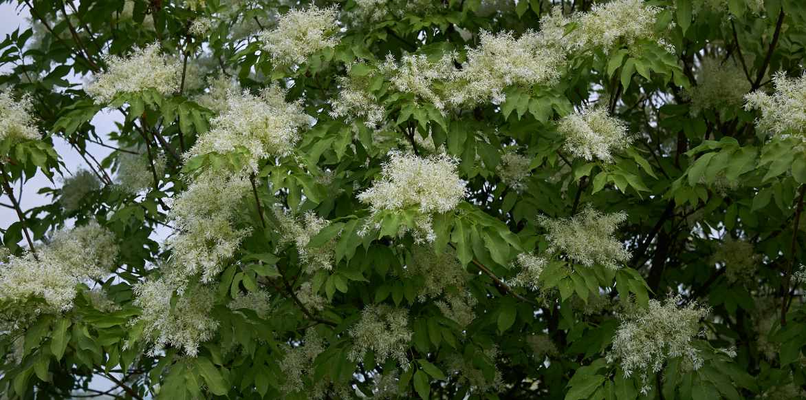 frene, fraxinus planter cultiver, maladies frenes, varietes interessantes de frenes