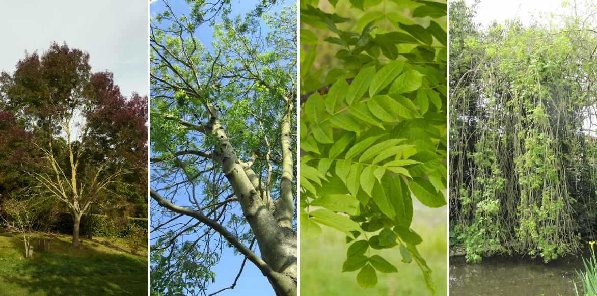 frene, fraxinus planter cultiver, maladies frenes, varietes interessantes de frenes