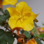 Fremontodendron : plantation, taille et entretien