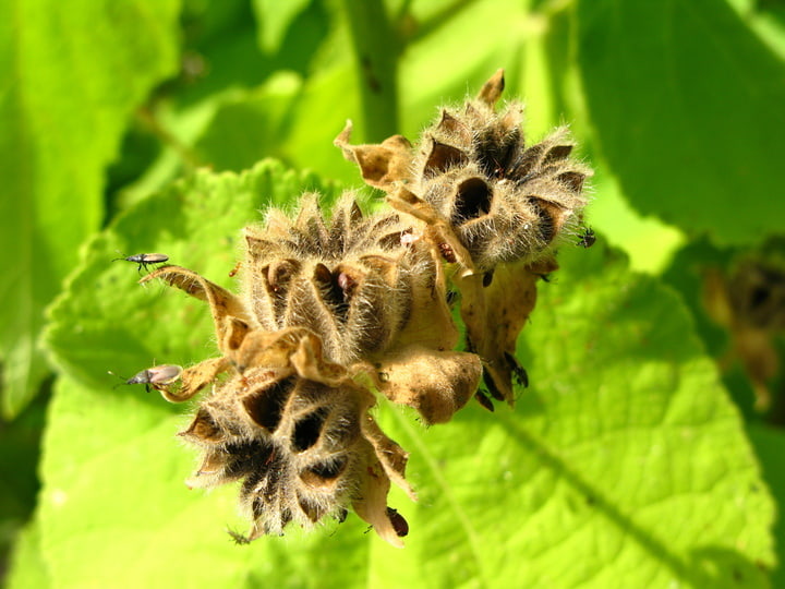 Fremontodendron