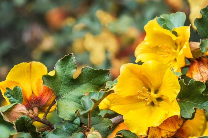 Fremontodendron