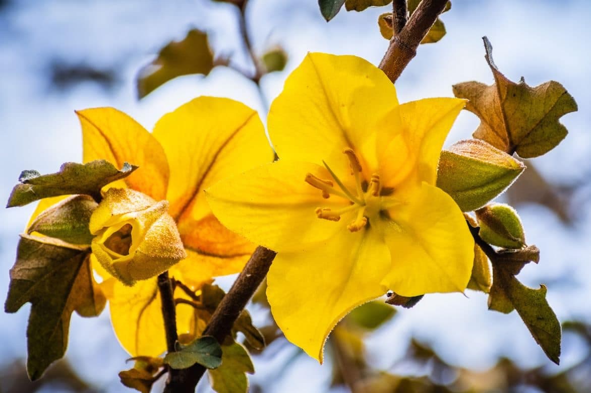 Fremontodendron