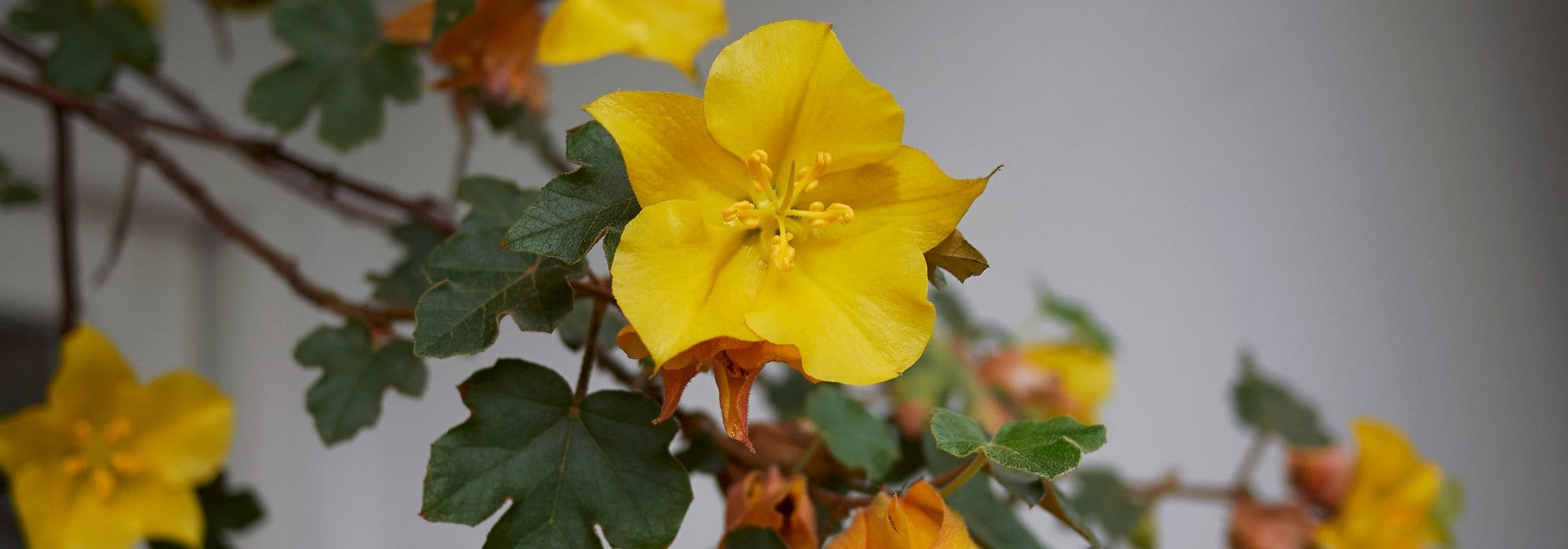 Fremontodendron : plantation, taille et entretien