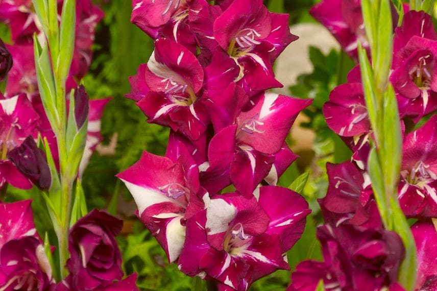 glaieul à fleurs rose panaché Gladiolus Dared