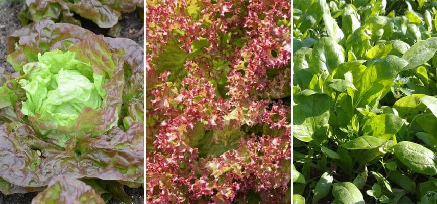 salades pour toute l'année