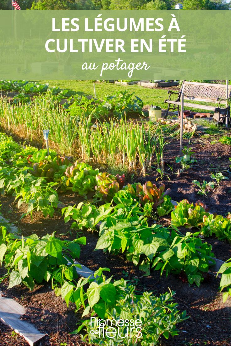 Jardin Potager - Semer les Haricots et Planter les Framboisiers