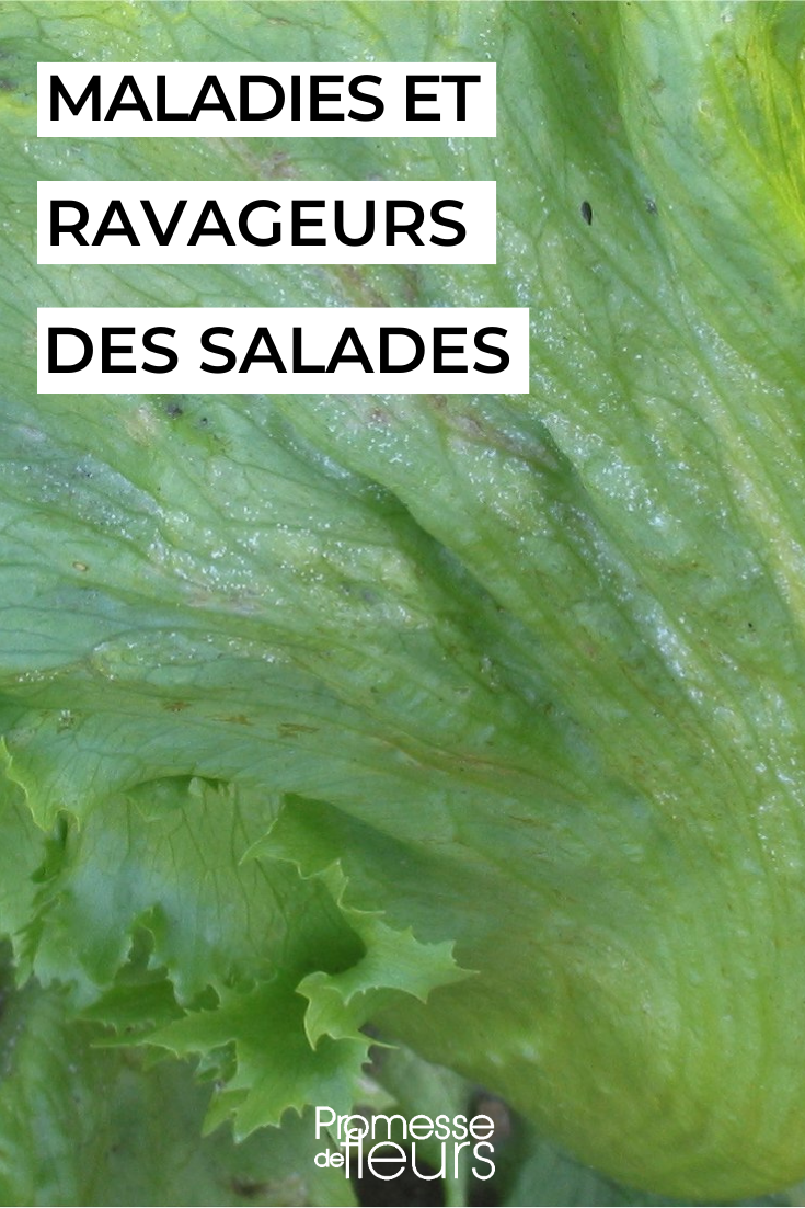 traiter prévenir naturellement maladies insectes nuisibles sur les salades