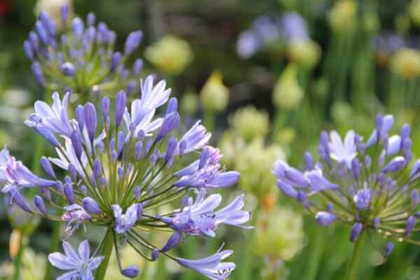 Les agapanthes sont-elles menacées ?