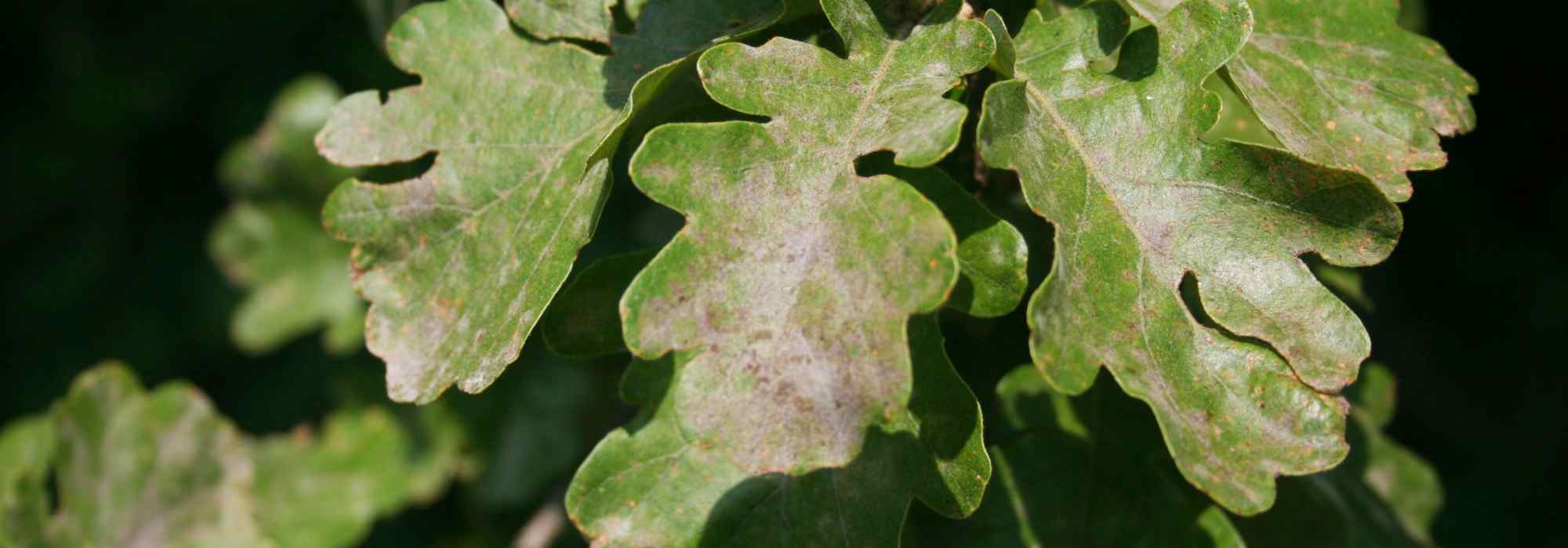 Maladies et parasites des chênes