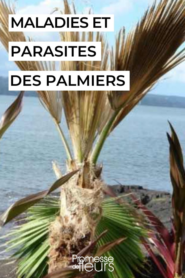 soigner prevenir palmier