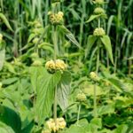 Comment multiplier le Phlomis ou Sauge de Jérusalem ?