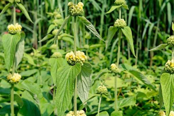 Comment multiplier le Phlomis ou Sauge de Jérusalem ?