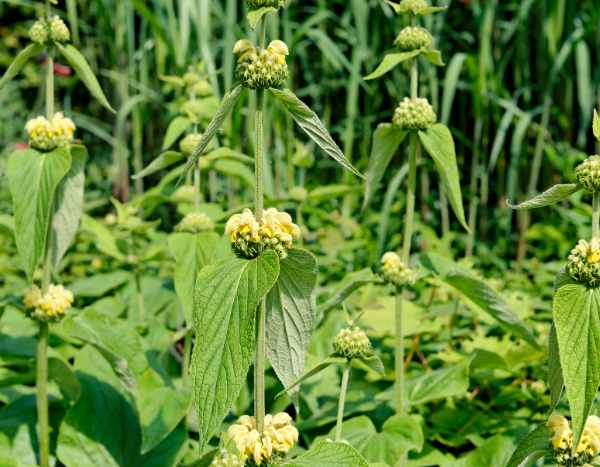 Comment multiplier le Phlomis ou Sauge de Jérusalem ?