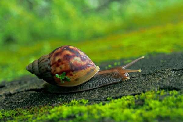« Opération escargots » dans nos jardins :  aidons les scientifiques à les sauver !