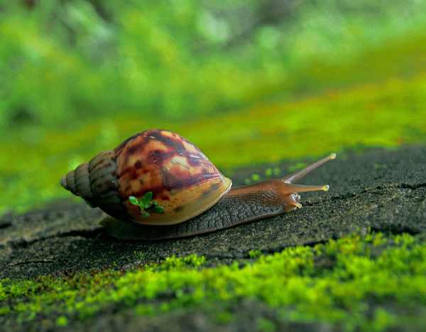 « Opération escargots » dans nos jardins :  aidons les scientifiques à les sauver !