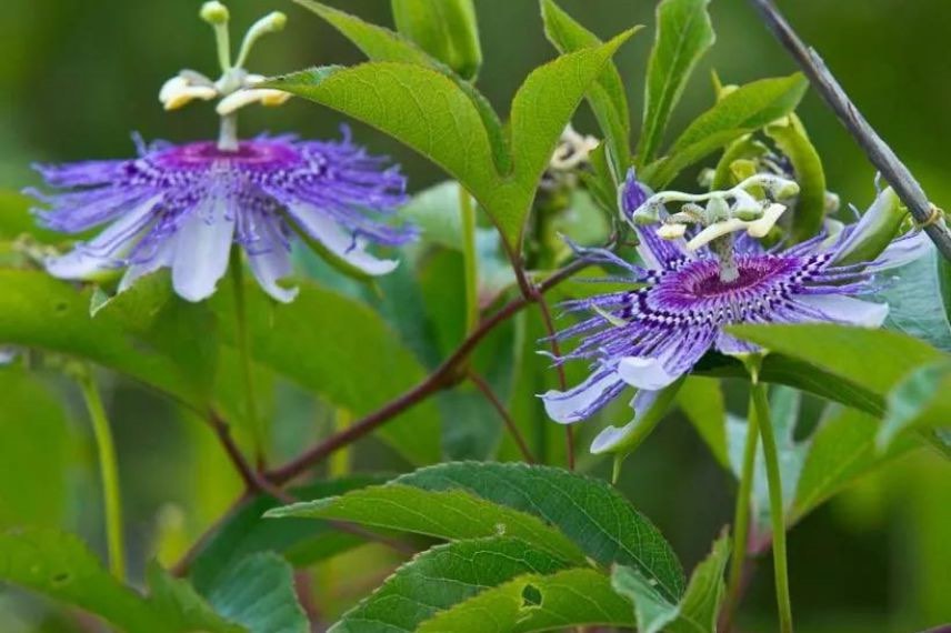 Passiflora incarnata