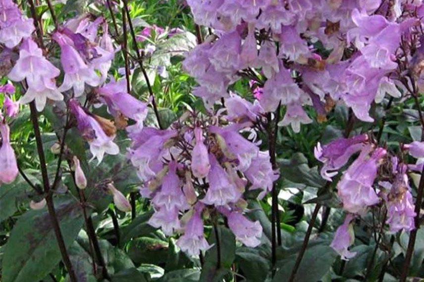 Penstemon digitalis Pocahontas