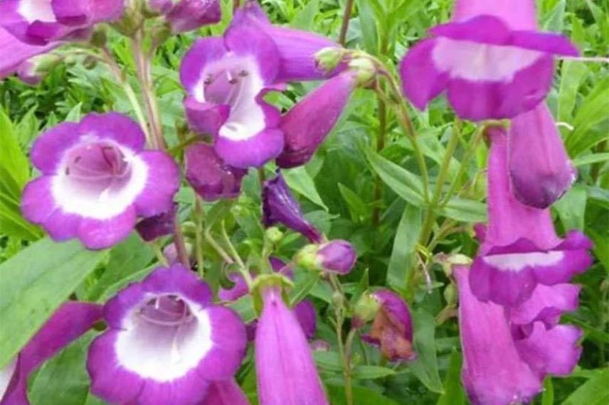 Penstemon Purple Passion 