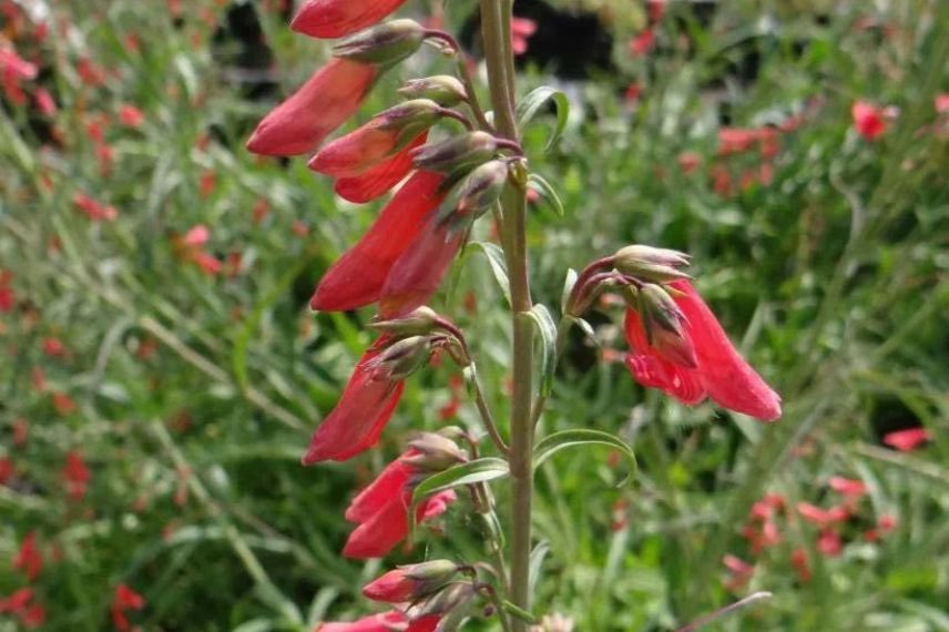 Penstemon coccineus