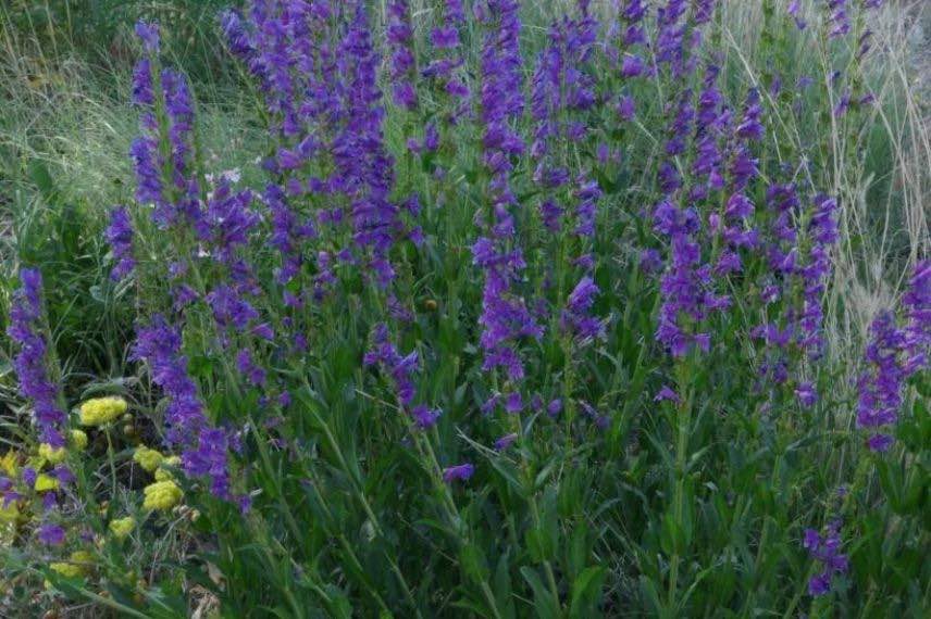 Penstemon strictus