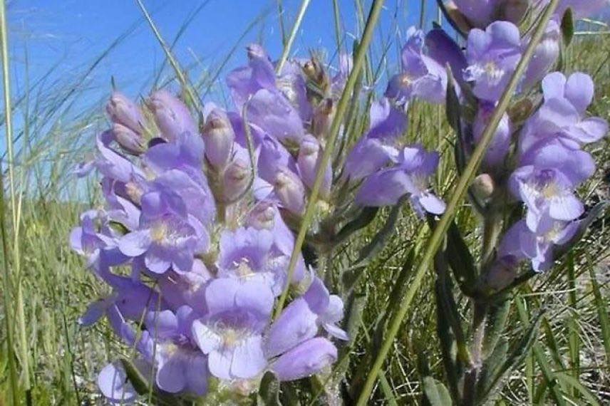 Penstemon glaber