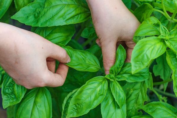 Comment récolter et conserver le basilic ?