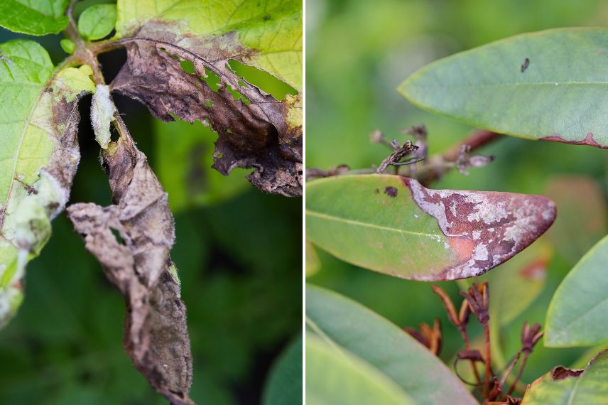 Phytophthora champignon maladie feuilles