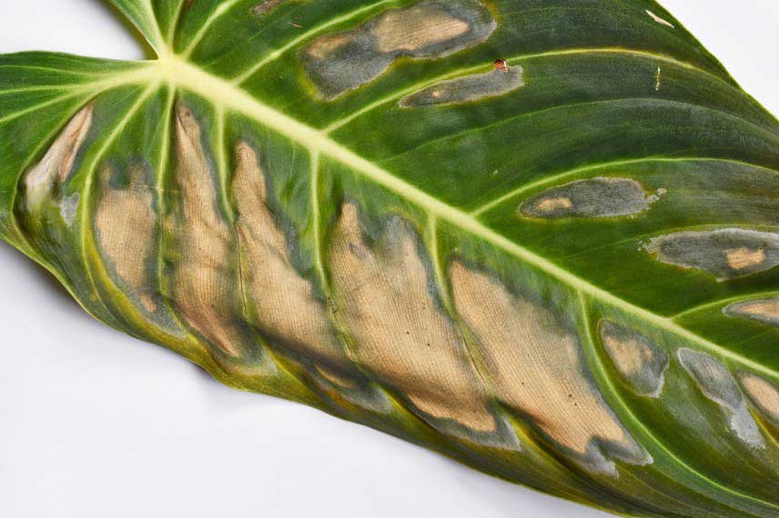 Feuille décolorée à cause d'une brûlure