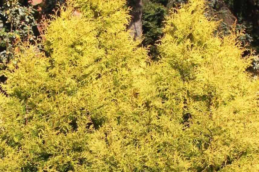 Thuja